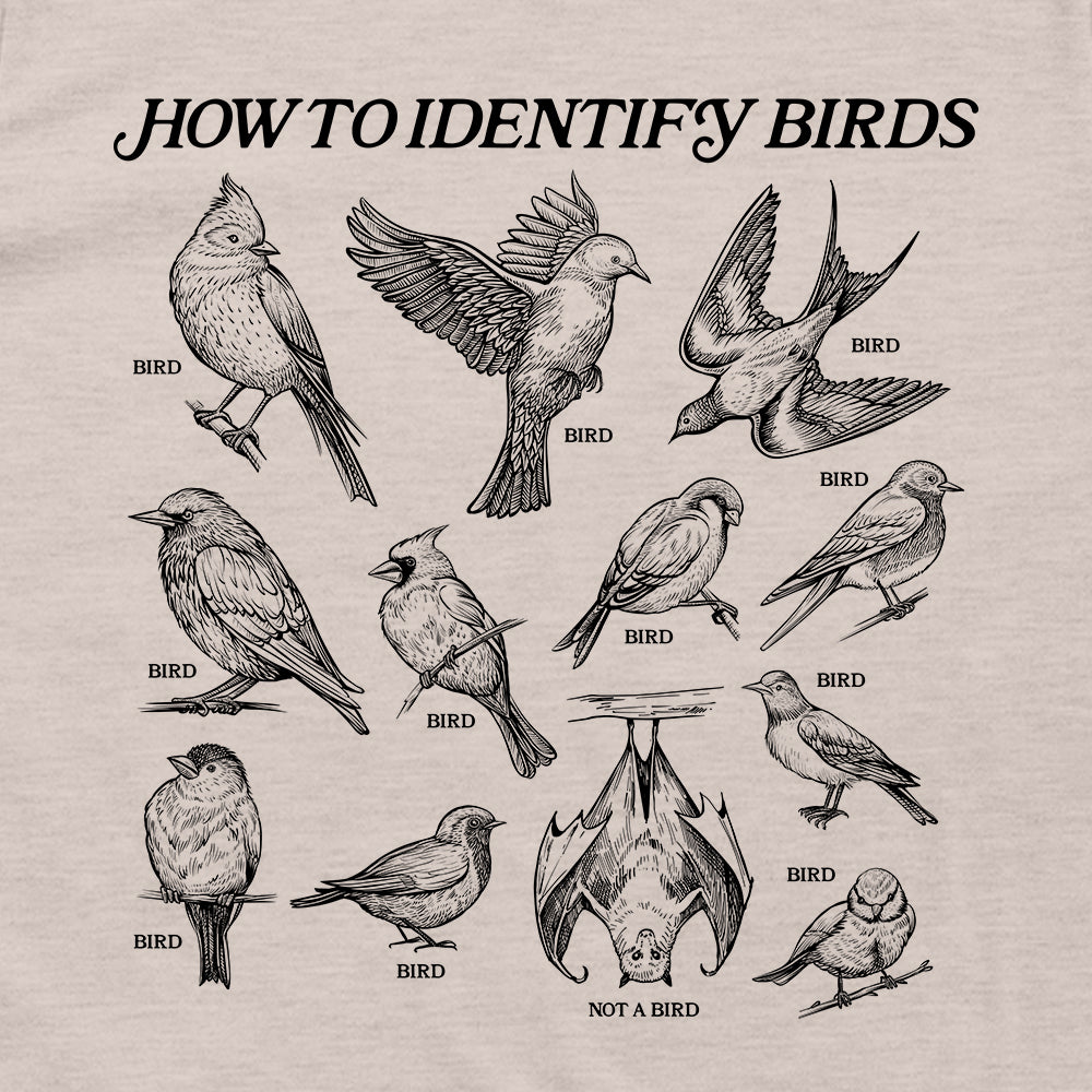How to Identify Birds